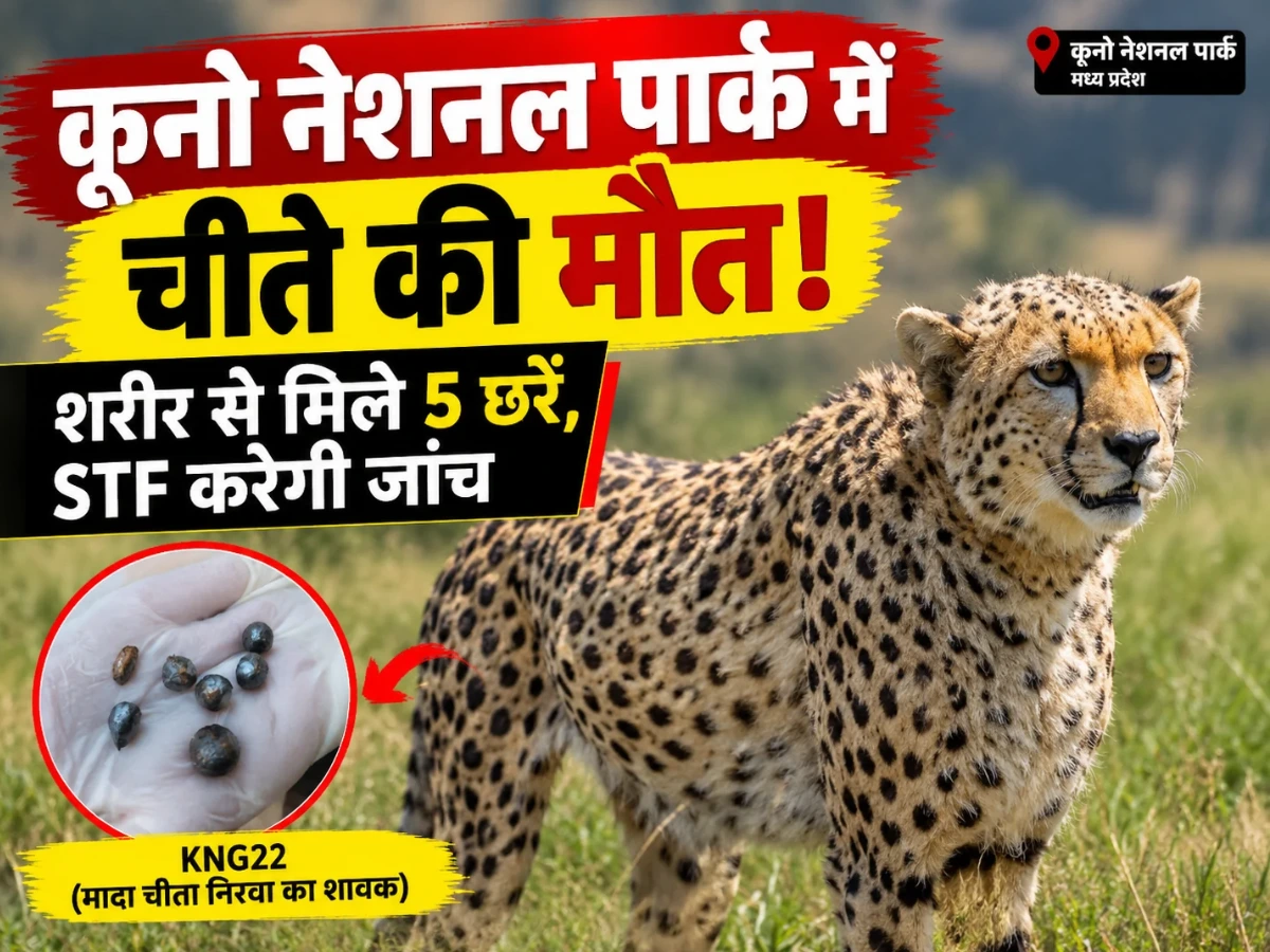 कूनो नेशनल पार्क में चीते की संदिग्ध मौत! शरीर में मिले 5 छर्रे, STF करेगी जांच