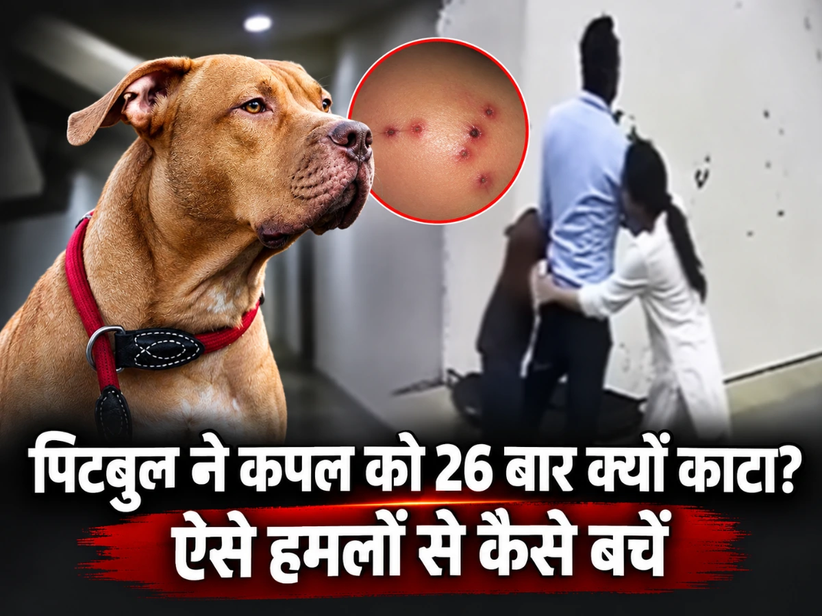 कपल को 26 बार काटा, लेकिन सवाल- पिटबुल ने ऐसा क्यों किया?